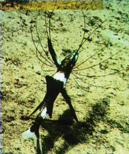 Deepsea-Tripod fish J01-walking on ocean floor.jpg