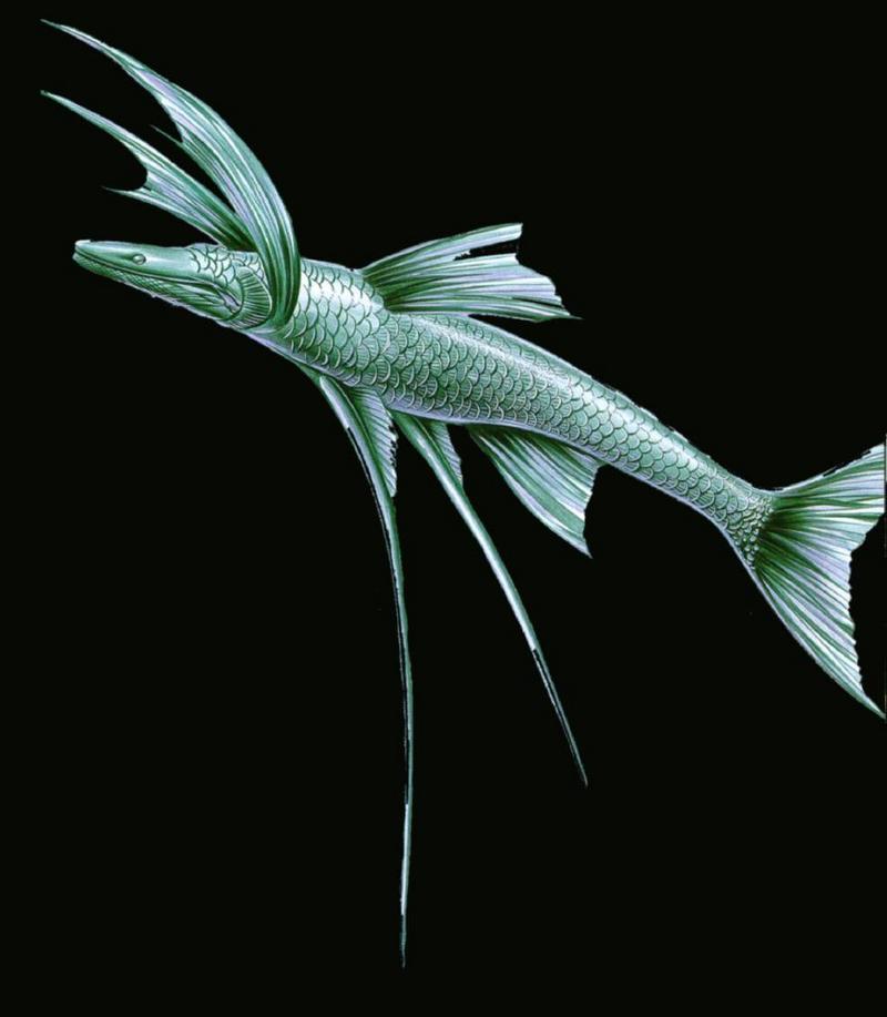 Deepsea-Tripod fish J02-illustration closeup.jpg
