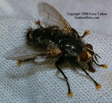 Dipteran As Big As Your Fist-Common House Fly-by Kerry Tatlow.jpg