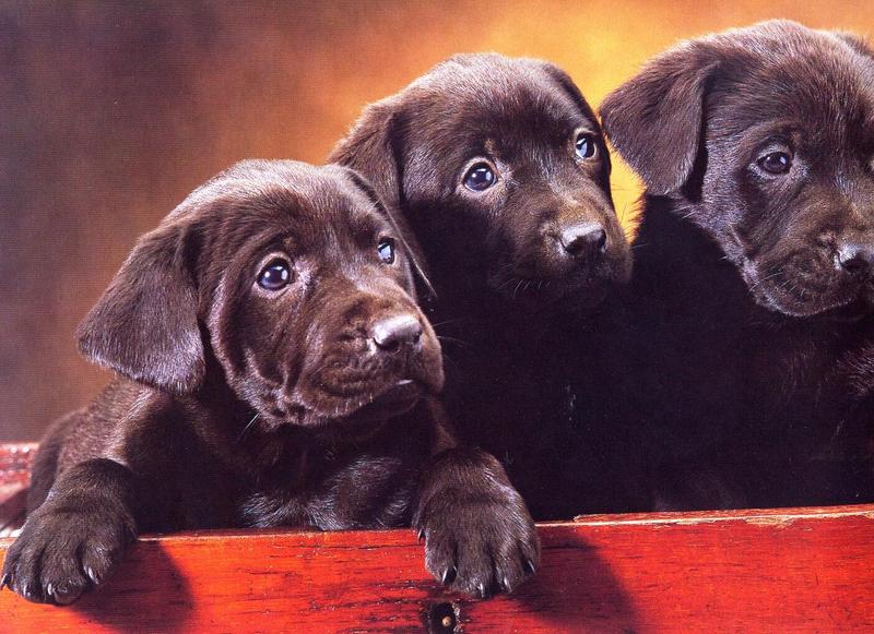 Dogs02-Chocolate Labrador Retriever Puppy-by Henry Soszynski.jpg