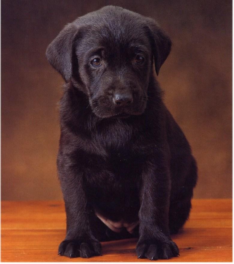 Dogs03-Chocolate Labrador Retriever Puppy-by Henry Soszynski.jpg