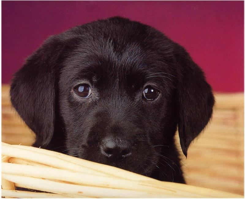 Dogs04-Chocolate Labrador Retriever Puppy-by Henry Soszynski.jpg