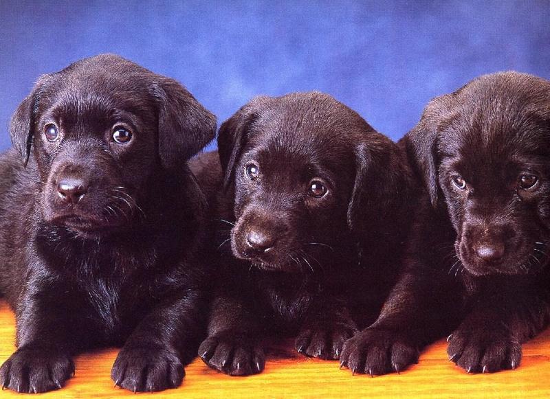 Dogs05-Chocolate Labrador Retriever Puppies-by Henry Soszynski.jpg
