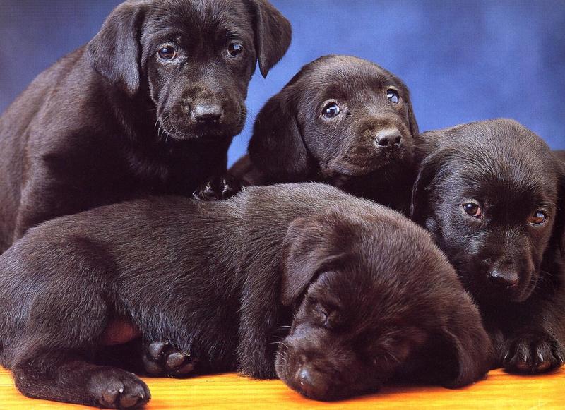 Dogs07-Chocolate Labrador Retriever Puppy-by Henry Soszynski.jpg
