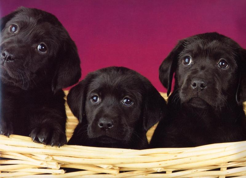Dogs10-Chocolate Labrador Retriever Puppies-by Henry Soszynski.jpg