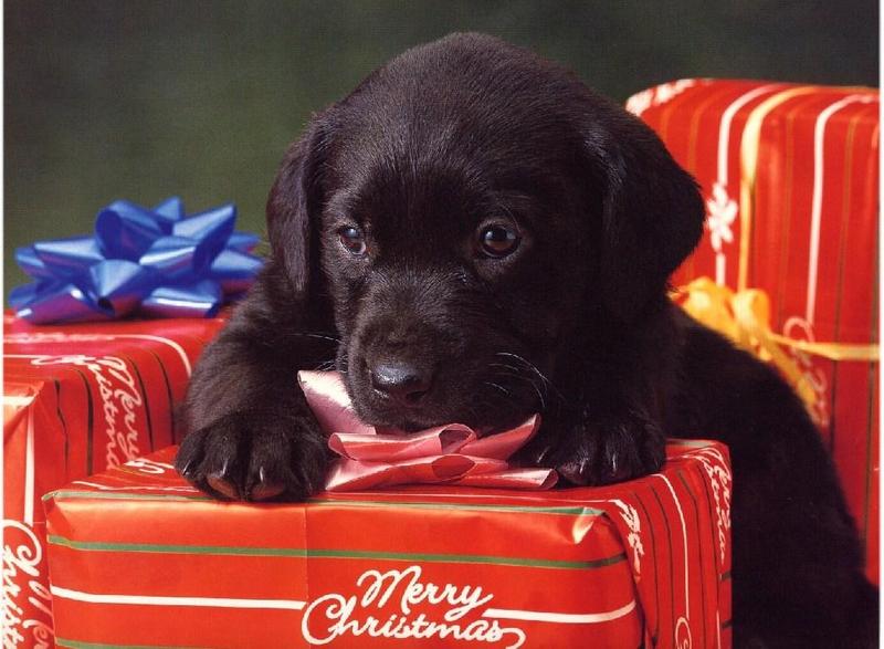 Dogs11-Chocolate Labrador Retriever Puppy-by Henry Soszynski.jpg