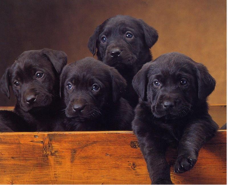 Dogs12-Chocolate Labrador Retriever Puppies-by Henry Soszynski.jpg