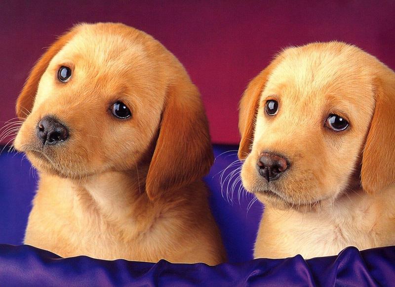 Dogs13-Yellow Labrador Retriever Puppies-by Henry Soszynski.jpg