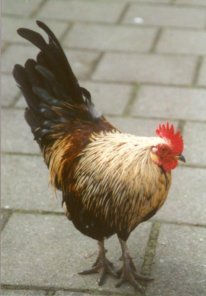 Domestic Chicken-cock13-at Amsterdam Park-by MKramer.jpg