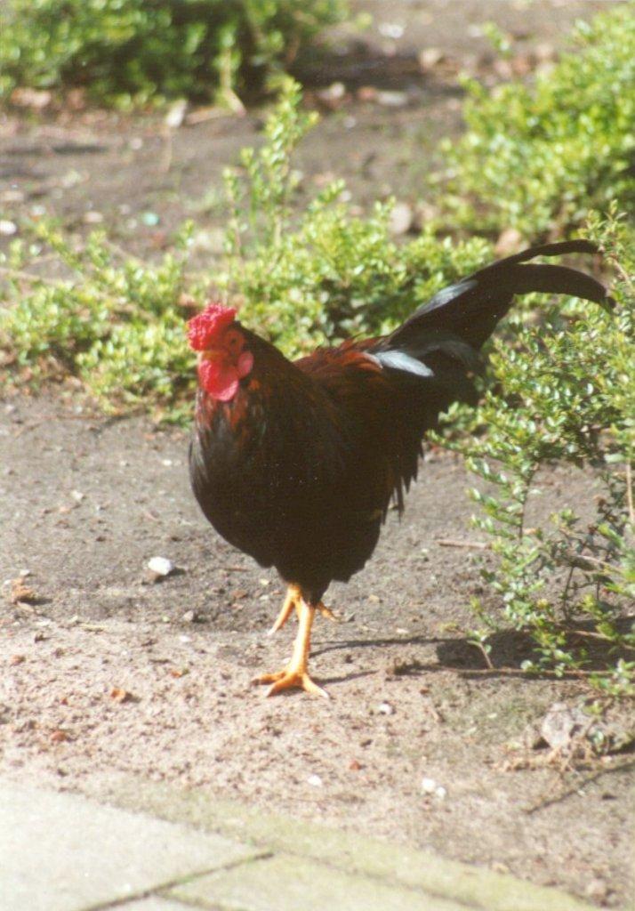 Domestic Chicken-cock14-at Amsterdam Park-by MKramer.jpg