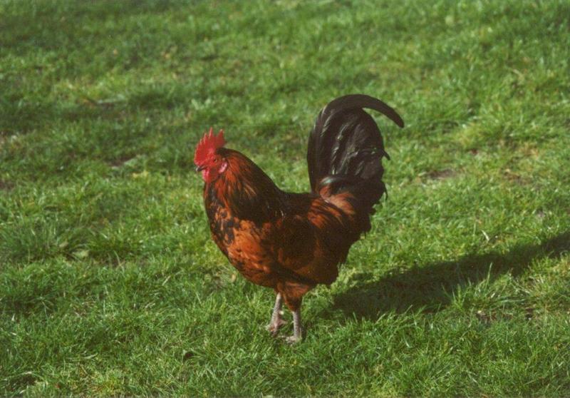 Domestic Chicken-cock15-at Amsterdam Park-by MKramer.jpg