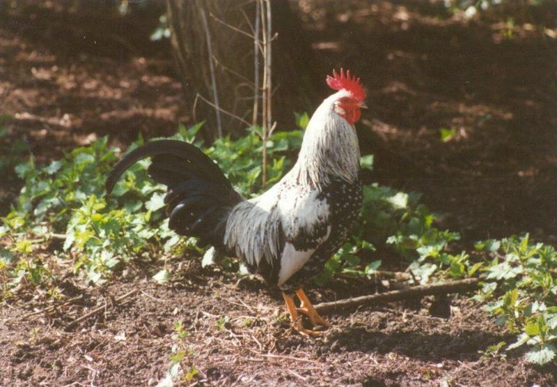 Domestic Chicken-cock16-at Amsterdam Park-by MKramer.jpg