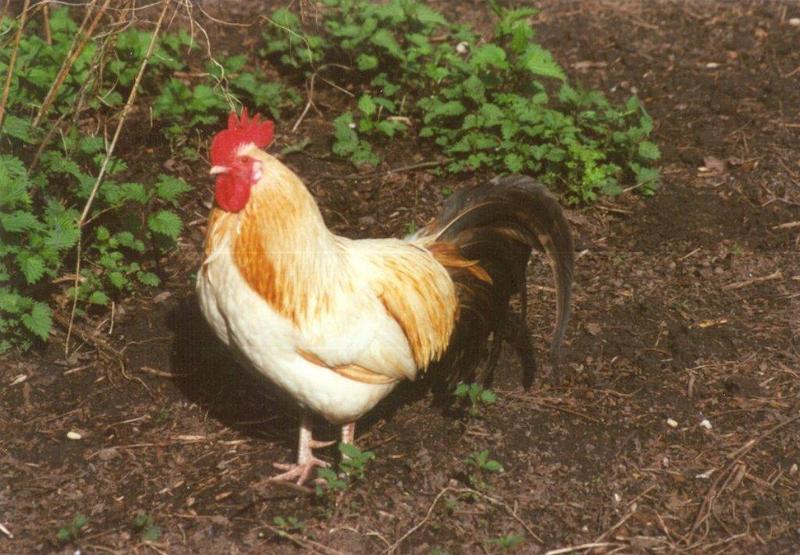 Domestic Chicken-cock17-at Amsterdam Park-by MKramer.jpg