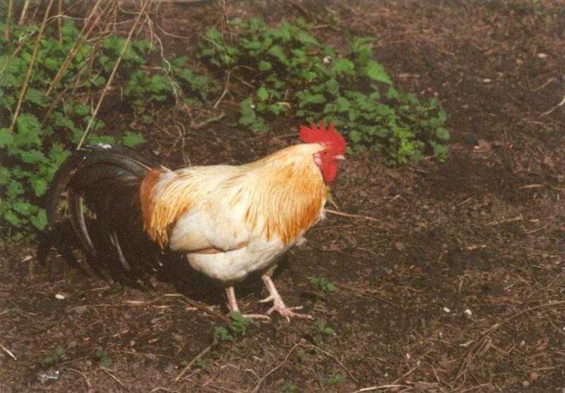 Domestic Chicken-cock18-at Amsterdam Park-by MKramer.jpg