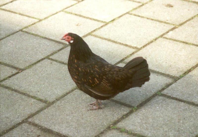 Domestic chicken2-at Amsterdam Park-by MKramer.jpg