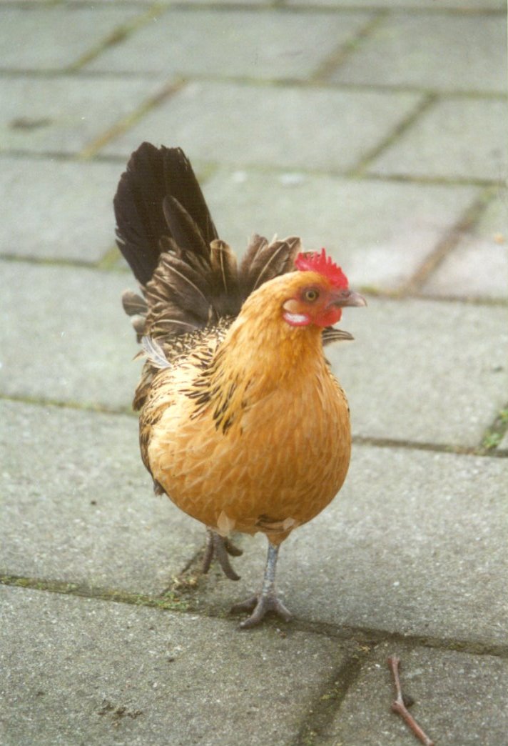 Domestic chicken3-at Amsterdam Park-by MKramer.jpg