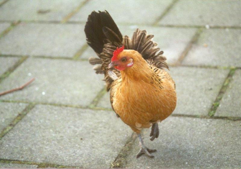 Domestic chicken4-at Amsterdam Park-by MKramer.jpg
