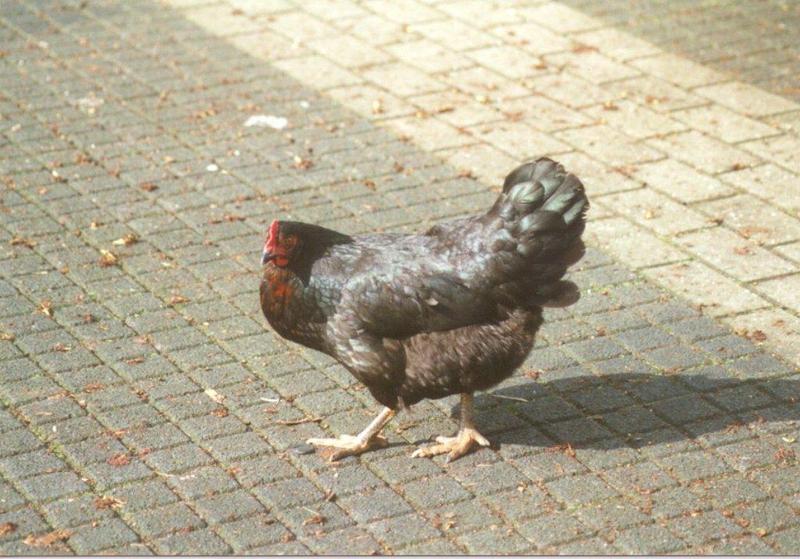Domestic chicken5-at Amsterdam Park-by MKramer.jpg