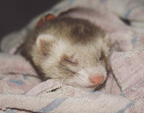 Domestic ferret01-sleepy face closeup-by Fiona Anderson.jpg
