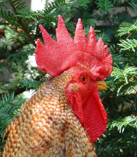 Dscn0655-Domestic Chicken cock-by Erich Mangl.jpg