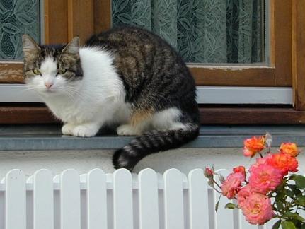 Dscn3460-House cat-by Erich Mangl.jpg