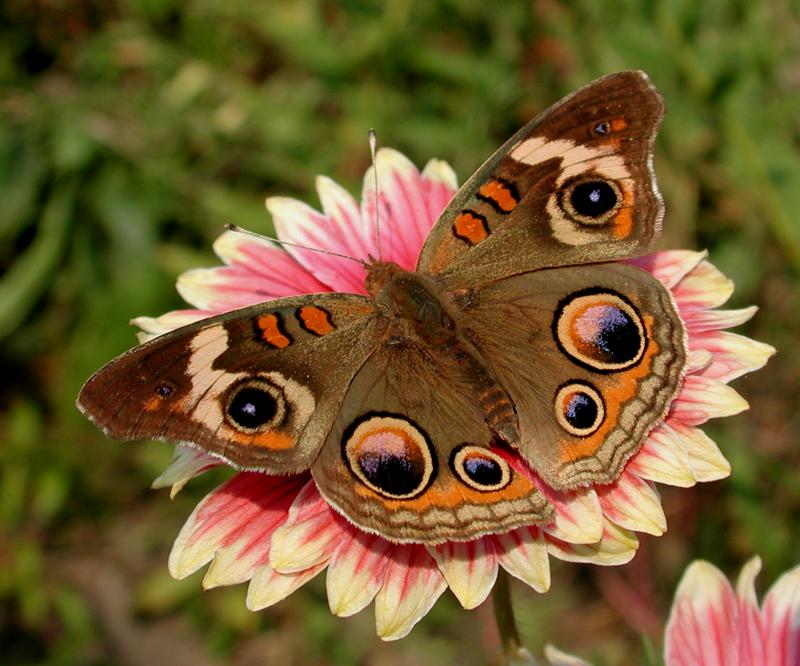 Dscn4733-Buckeye Butterfly-by Steven Spach.jpg
