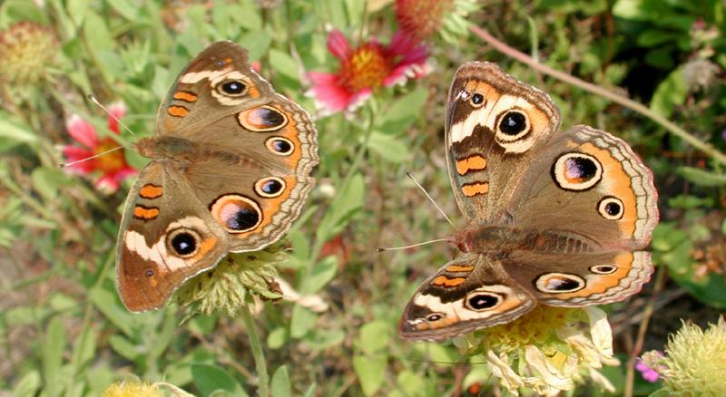 Dscn4744-Buckeye Butterfly pair-by Steven Spach.jpg