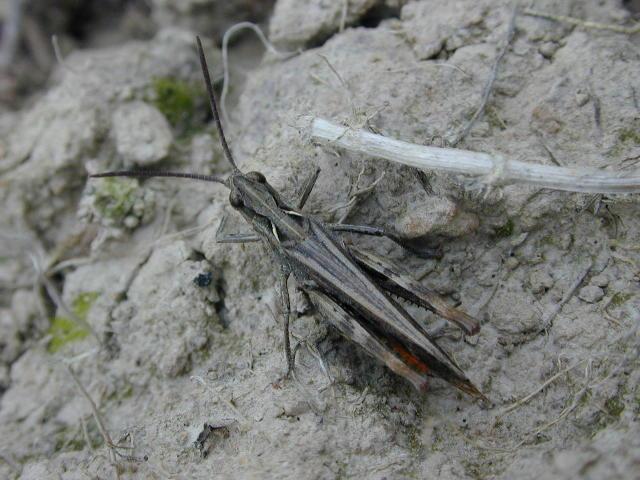 Dscn8173-Grasshopper-by Erich Mangl.jpg
