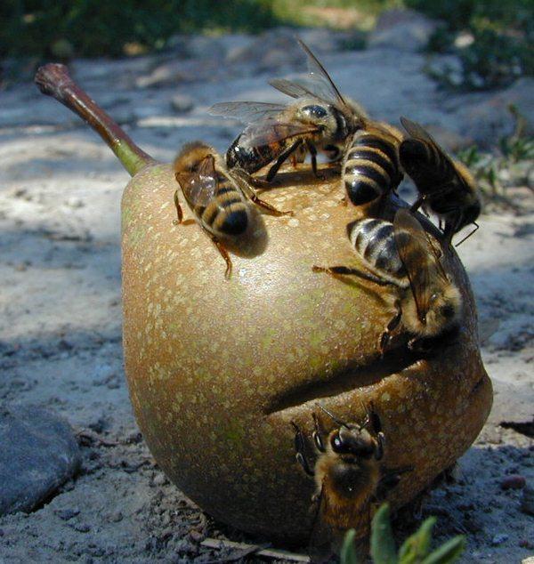 Dscn9004-Honeybees on pear-by Erich Mangl.jpg