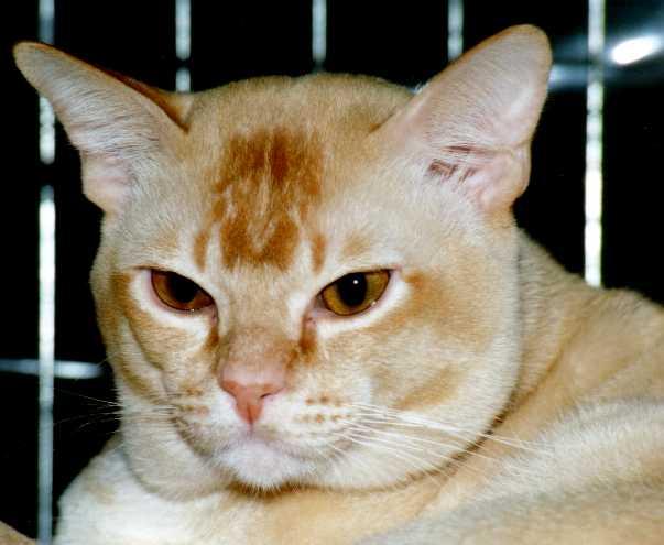 Earring2-Red European Burmese Cat-by Frank and Heidi Schulz.jpg