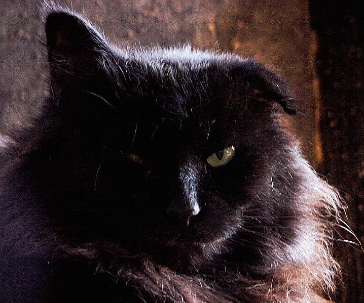 Eclipse002-Black House Cat-by Paul Hamilton.jpg