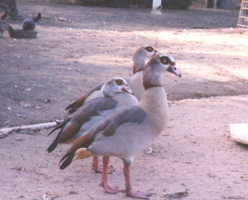 Egyptian goose-geese flock-in cage-by Dan Cowell.jpg