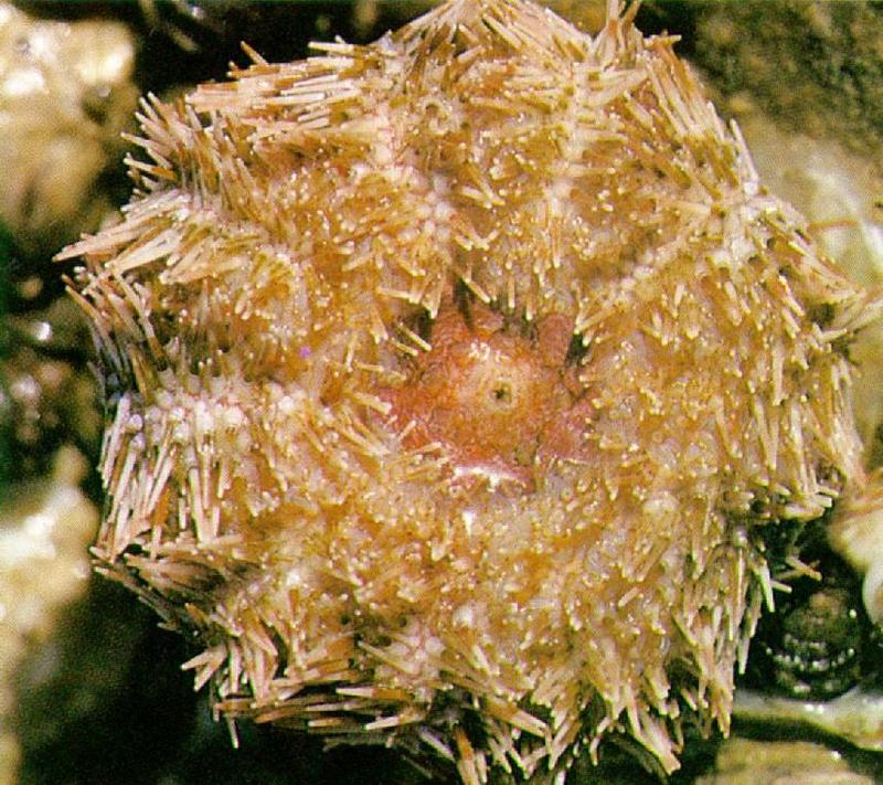Far Eastern Violet Sea Urchin J01-closeup.jpg