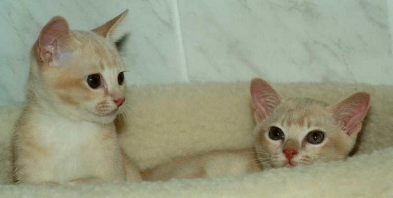 Fid04-Cream Burmese Cat Kittens-by Frank and Heidi Schulz.jpg