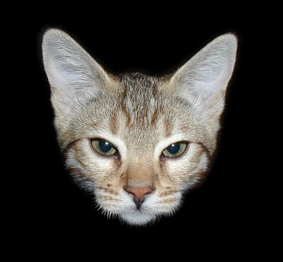 Fiend of fairlop-Thornbush Bajoran Bengal House Cat-by Mark Haysman.jpg