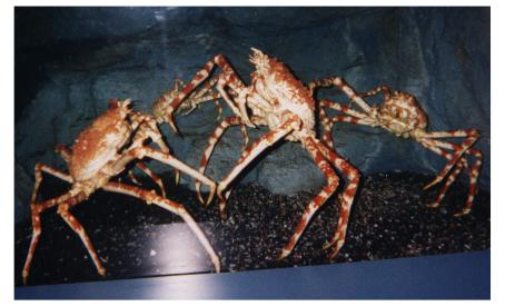 Fighting Crabs-at New England Aquarium-by World Traveler.jpg