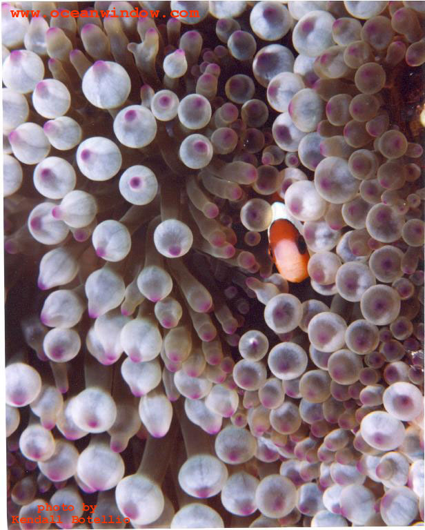 Fiji-Anemonefish-by Kendall Botellio.jpg