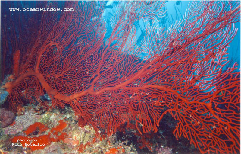 Fiji-Seafan-by Rico Botellio.jpg