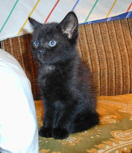 Flossie-Black Cat Kitten-by Mark Haysman.jpg