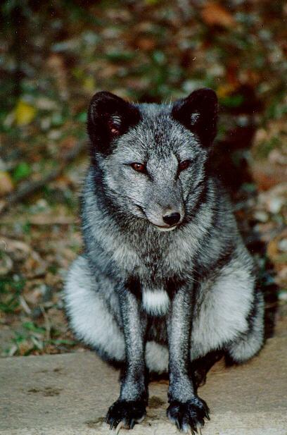 Fox01-Arctic Fox-in blue phase-St Louis Zoo-by S Thomas Lewis.jpg