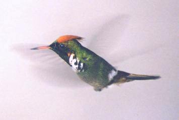 FrilledCoquette Hummingbird-in flight.jpg