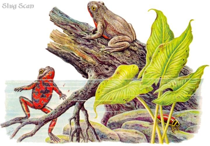 Frogs30-Oriental Fire-bellied Toad-Art by Hermann Fey-Scan by Reiner Richter.jpg