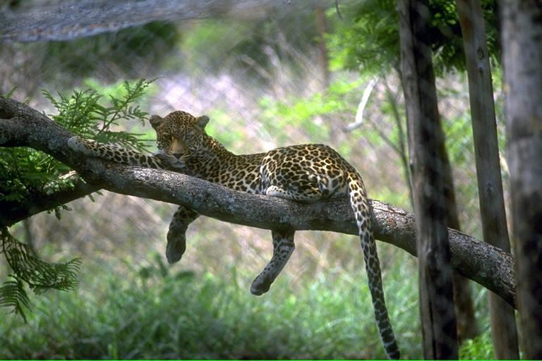 GCHM0023-Leopard-relaxing on tree-by Linda Bucklin.jpg