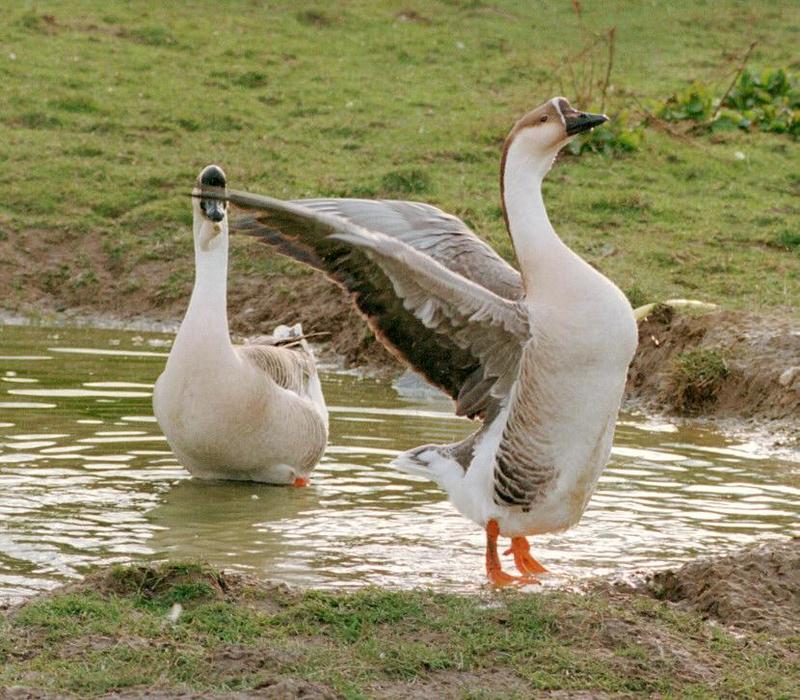Geese001-Domestic Goose-by Ralf Schmode.jpg