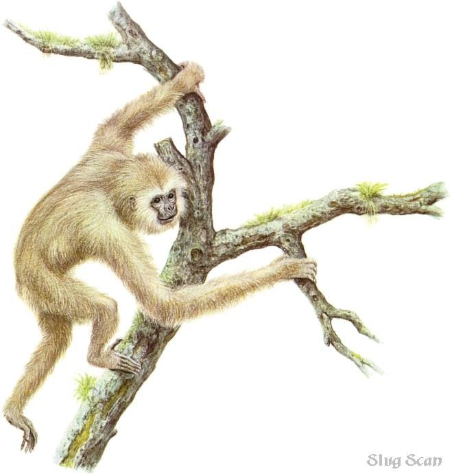 Gibbon72-Art by Hermann Fey-Scan by Reiner Richter.jpg
