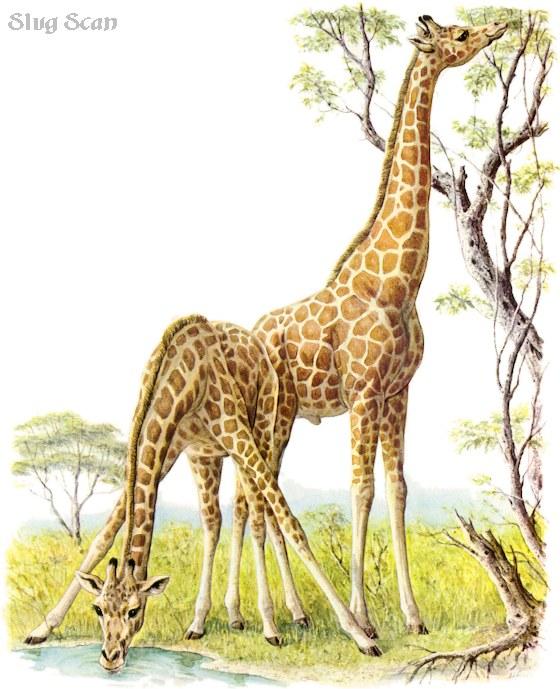 Giraffe65-Art by Hermann Fey-Scan by Reiner Richter.jpg
