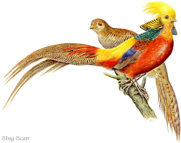 Golden Pheasant48-Art by Hermann Fey-Scan by Reiner Richter.jpg