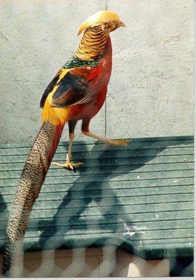 Golden Pheasant 01-perching on roof-by Dan Cowell.jpg