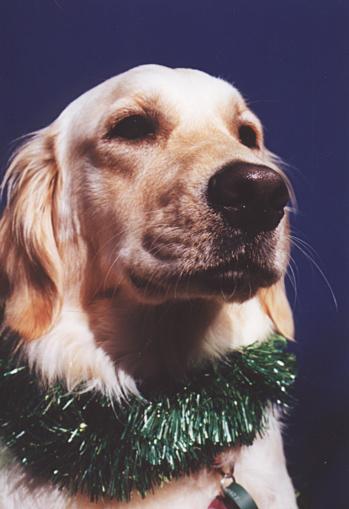 Golden Retriever01-Dog face closeup-by Fiona Anderson.jpg