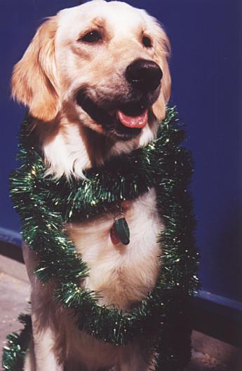 Golden Retriever02-Dog portrait-by Fiona Anderson.jpg